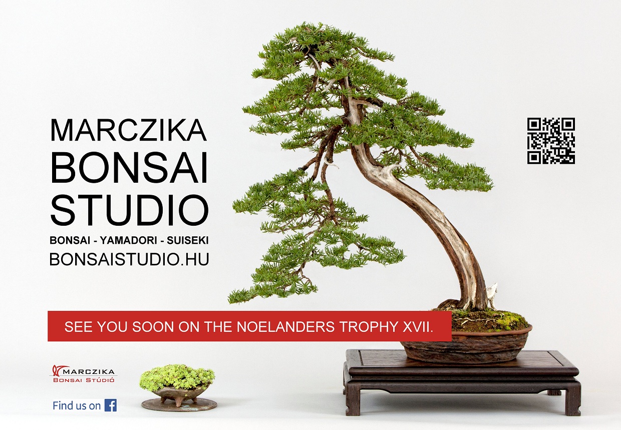 noelanders trophy, exhibition, bonsai, show, traders, marczika bonsai sudio noelanders trophy exhibition and bonsai show traders marczika bonsai sudio